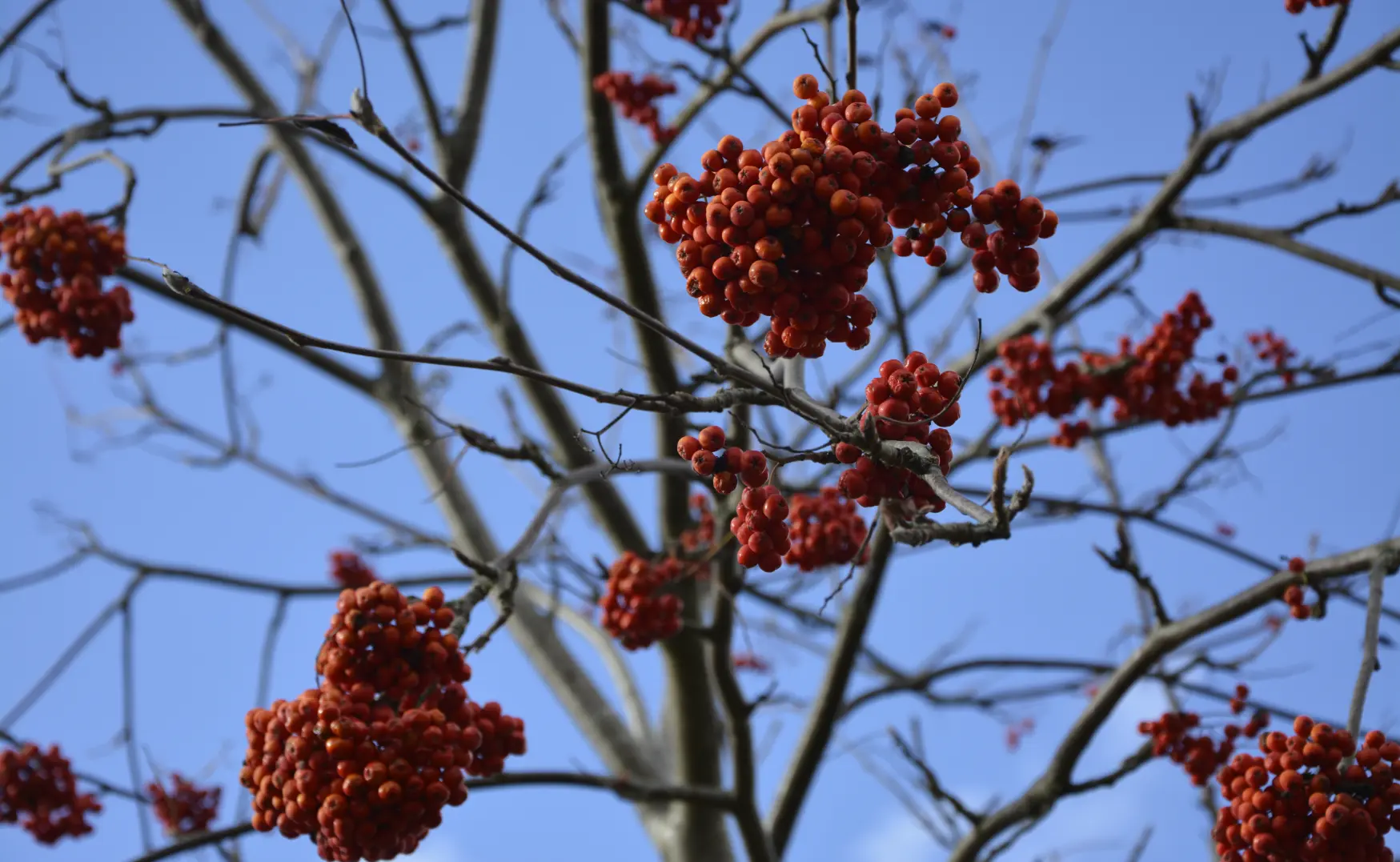 5PI7a3RLDPB7red3utXWCbcNZlWEcoZfen8bKDkW