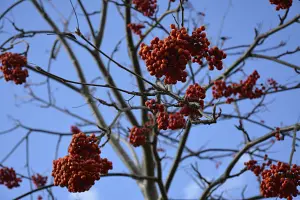 5PI7a3RLDPB7red3utXWCbcNZlWEcoZfen8bKDkW