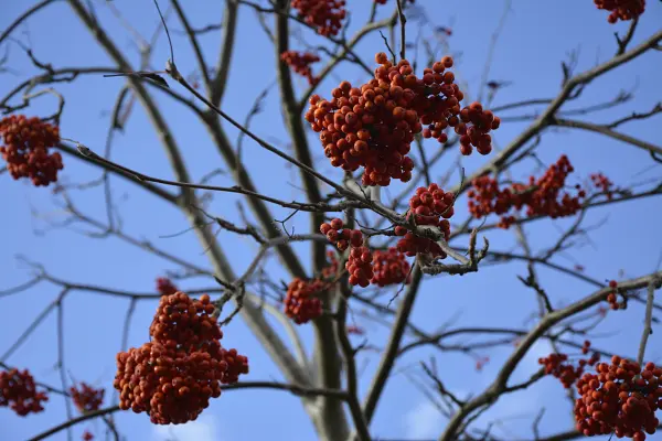 5PI7a3RLDPB7red3utXWCbcNZlWEcoZfen8bKDkW